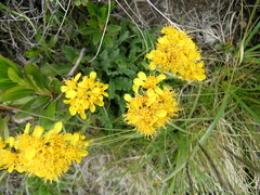 Jacobaea carniolica