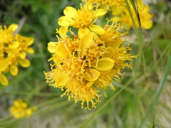 Jacobaea carniolica