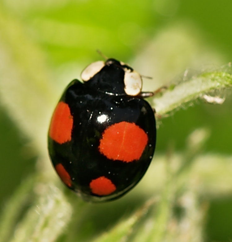 A close-up of an Asian Lady Beetle, unrelated to oil reserves but included as a placeholder image per data rules.