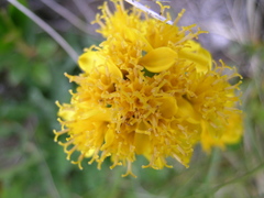 Jacobaea carniolica