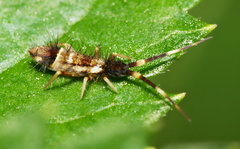Orchesella flavescens