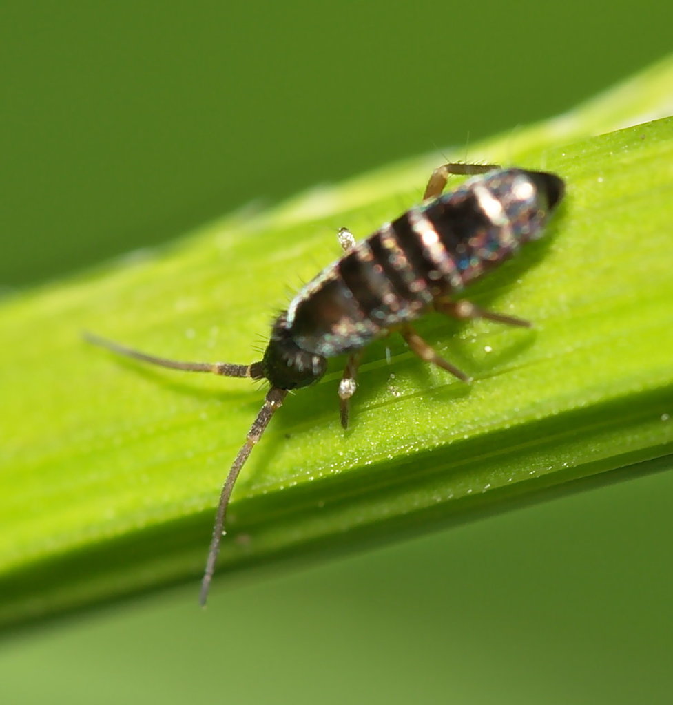 Tomoceridae