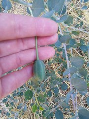 Capparis zoharyi
