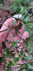 Coprosma rhamnoides