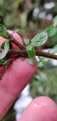 Coprosma rhamnoides