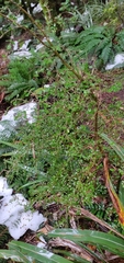 Coprosma rhamnoides