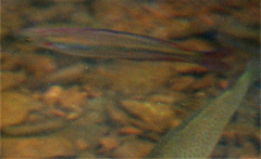 Western Rainbowfish photo 2