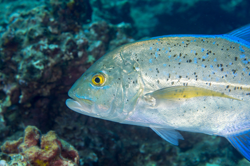 Bluefin Trevally