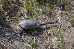 Chelodina oblonga