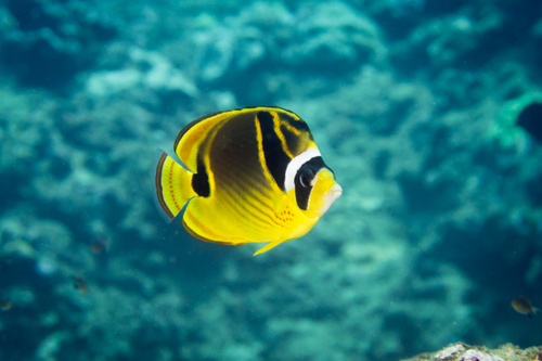 Raccoon Butterflyfish