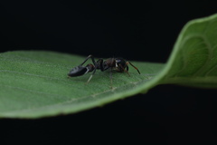 Myrmarachne melanocephala