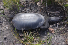 Chelodina oblonga