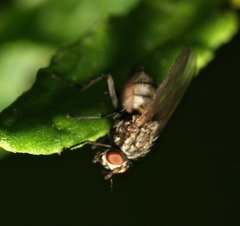 Anthomyiidae