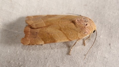 Noctua fimbriata