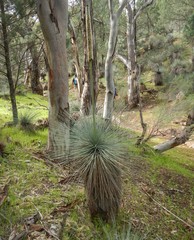 Xanthorrhoea quadrangulata