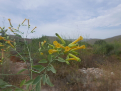 Nicotiana glauca
