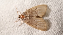 Ochropacha duplaris