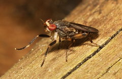 Pherbellia annulipes