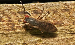 Pherbellia annulipes