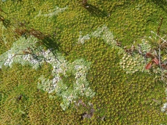 Abrotanella forsteroides