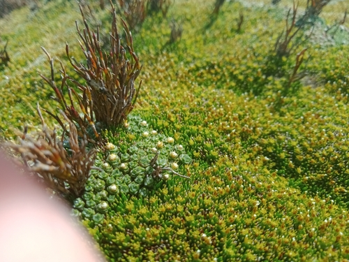 Image of Abrotanella forsteroides by (c) Nina Kerr, some rights reserved (CC BY)