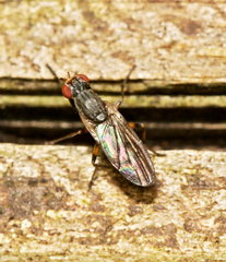 Pherbellia annulipes