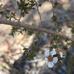 Leptospermum microcarpum