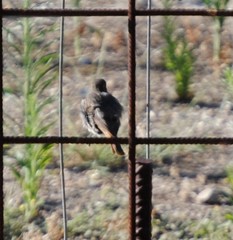 Phoenicurus ochruros