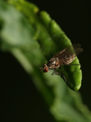 Anthomyiidae