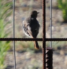 Phoenicurus ochruros