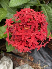Ixora casei