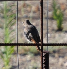 Phoenicurus ochruros