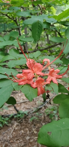 Rhododendron prunifolium, photographed by an iNaturalist contributor