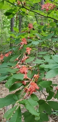 Rhododendron prunifolium