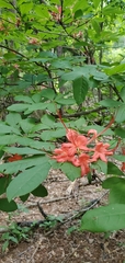 Rhododendron prunifolium