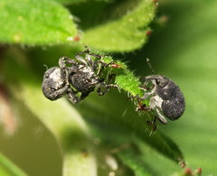 Zacladus geranii