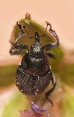 Zacladus geranii
