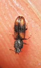 Bitoma crenata