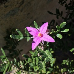 Boronia granitica