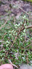 Coprosma dumosa