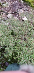 Coprosma dumosa