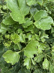 Polyscias balfouriana