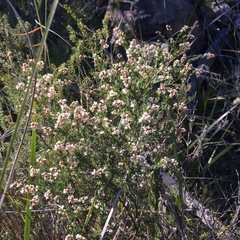 Cryptandra lanosiflora