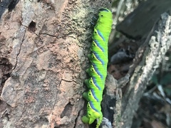 Acherontia