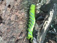Acherontia
