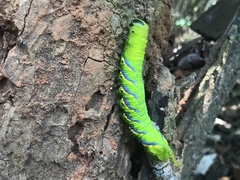Acherontia