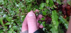 Coprosma rhamnoides