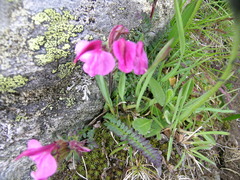 Pedicularis kerneri
