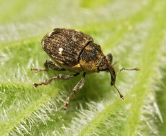 Nedyus quadrimaculatus