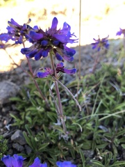 Penstemon procerus tolmiei
